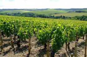 Vineyards in Chablis, Burgundy